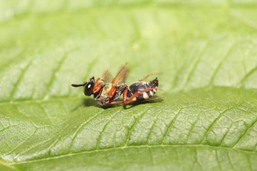 Réf. 295 784 : Brachystegus scalaris